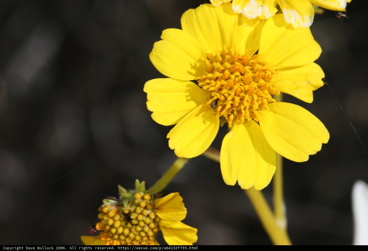 Radiant Daisy in Contrast
