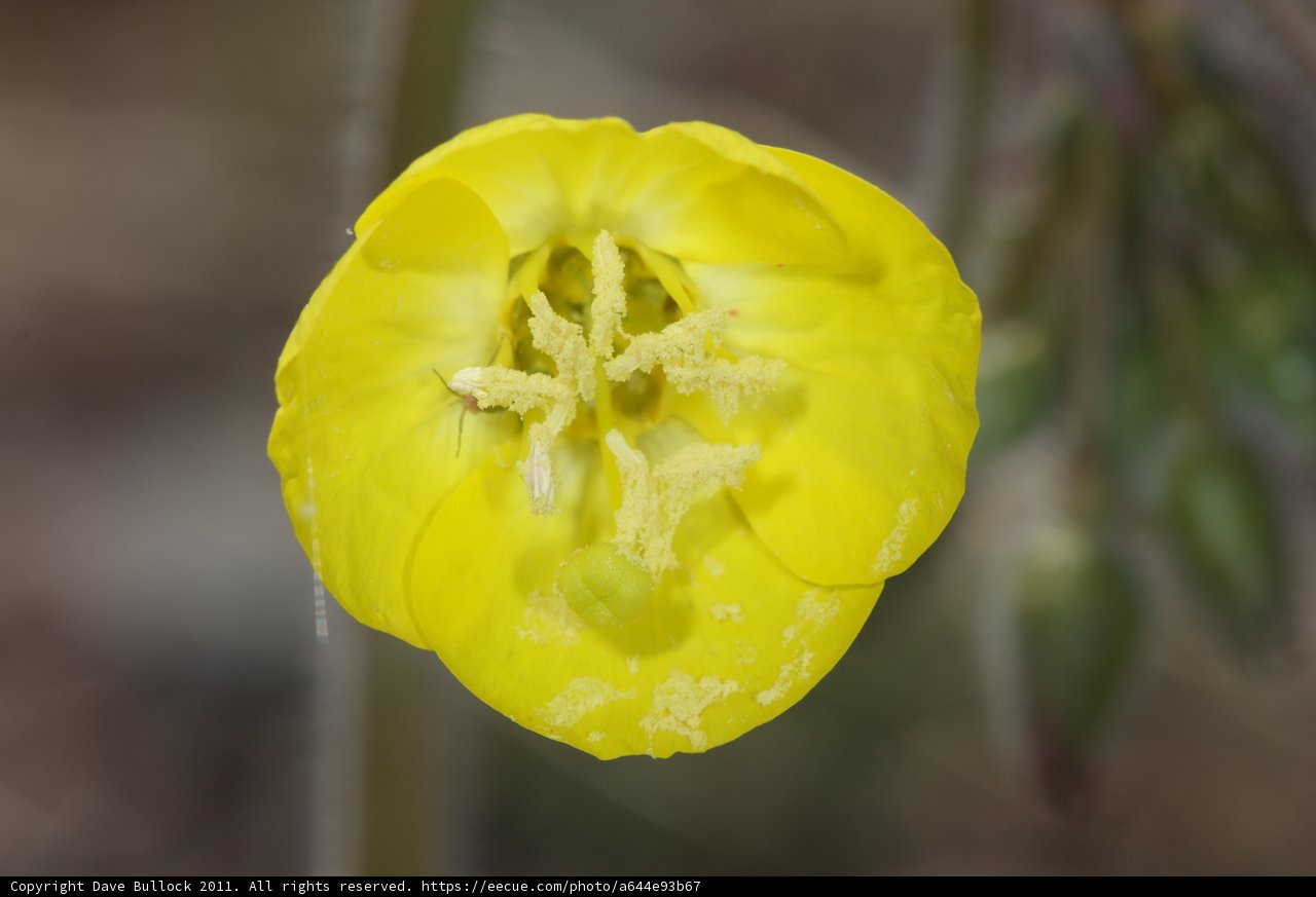 Golden Bloom