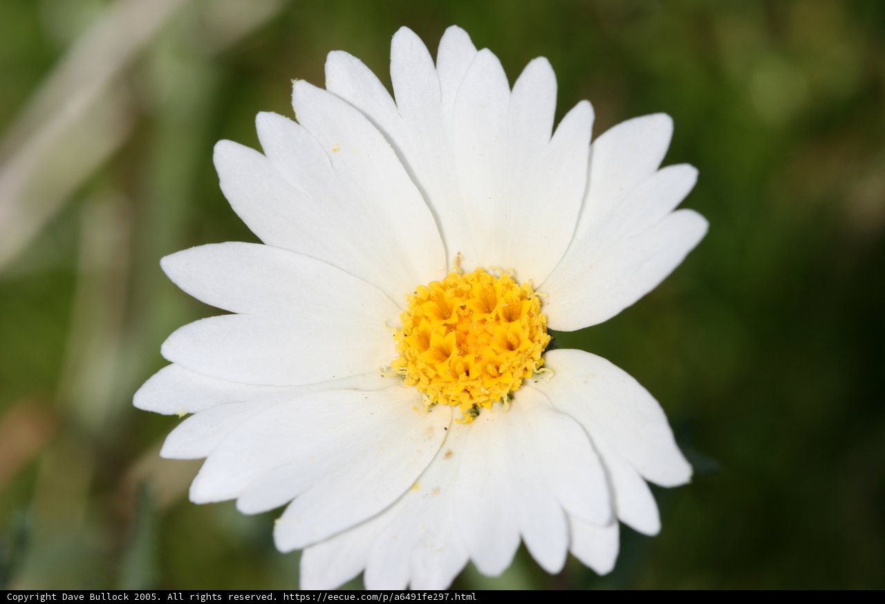 Spring Beauty