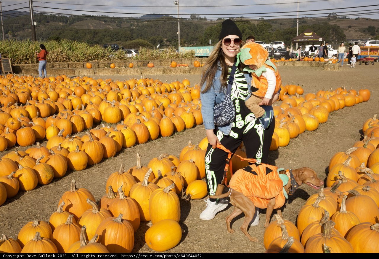 Harvest Joy - A Day at the Pumpkin Patch