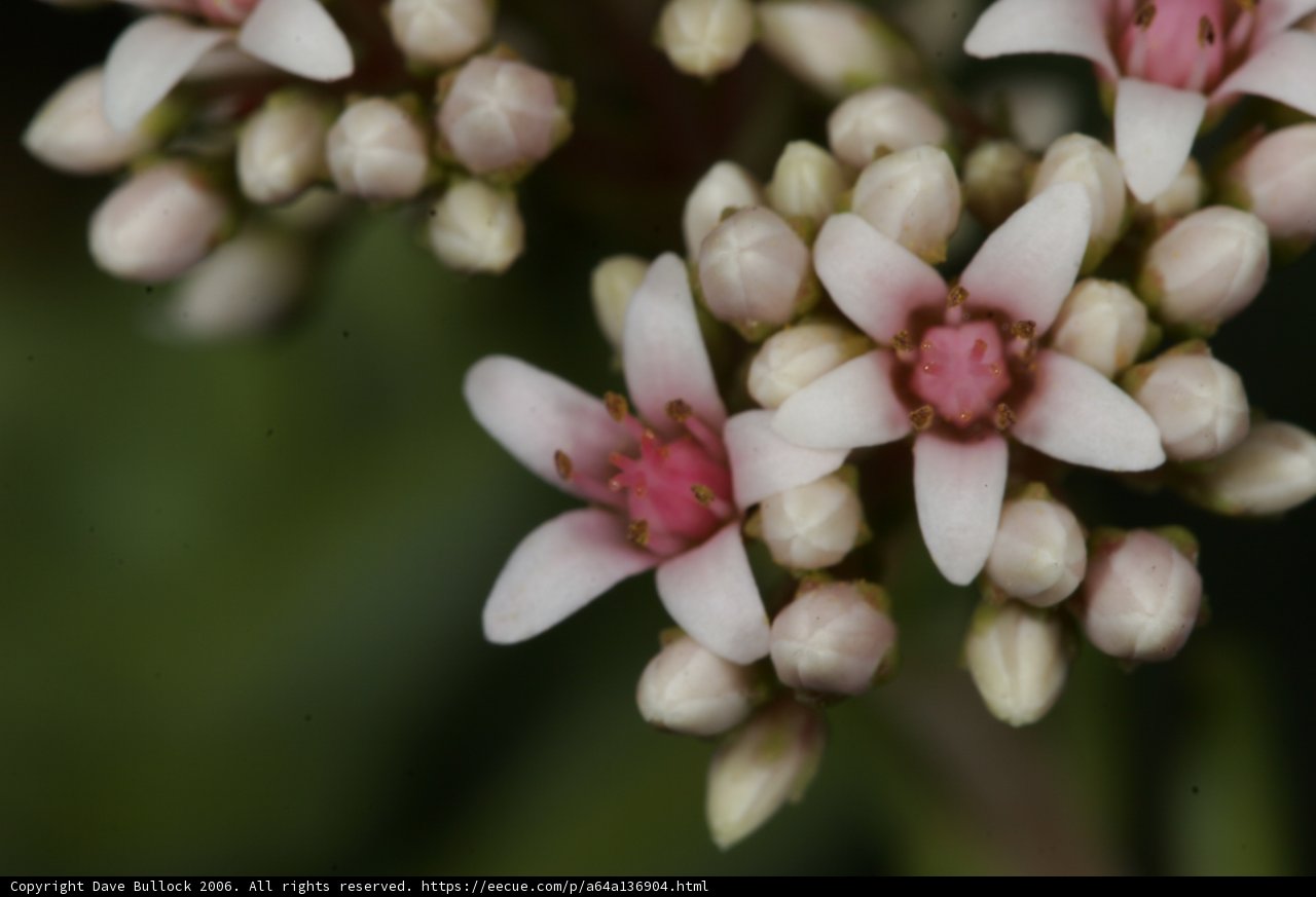 Pink and White Blossom