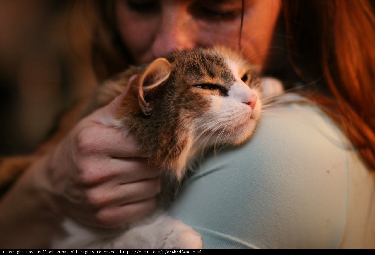 Feline Bonding