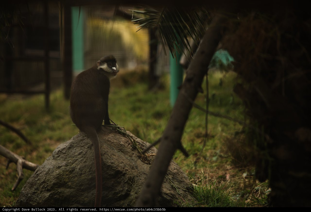 Monkey Majesty at Oakland Zoo, 2023