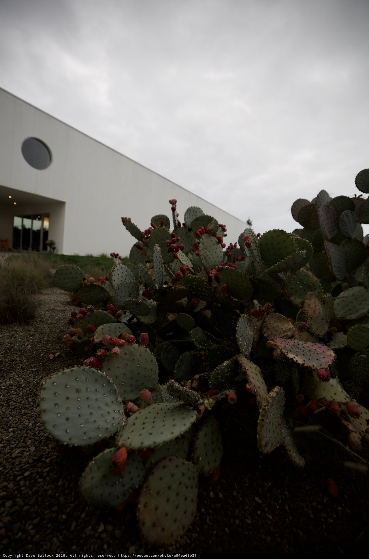 Prickly Pear Cactus Garden at Modern Architecture