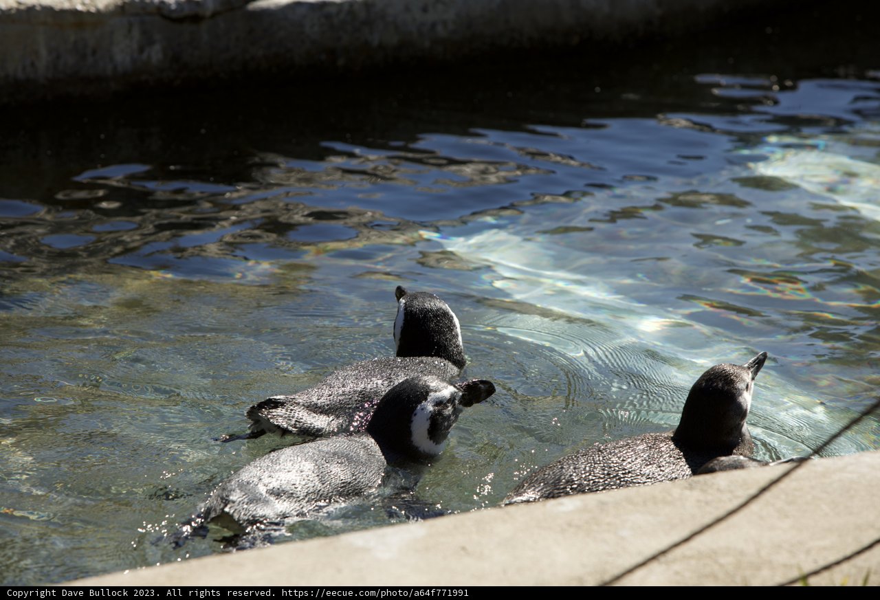 Penguin Pals at Play