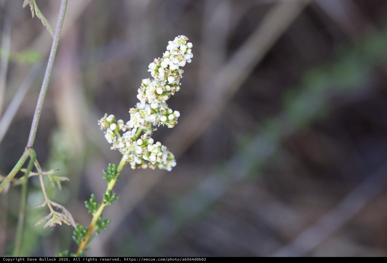 Delicate White Wildflowers Blooming on Mt. Diablo