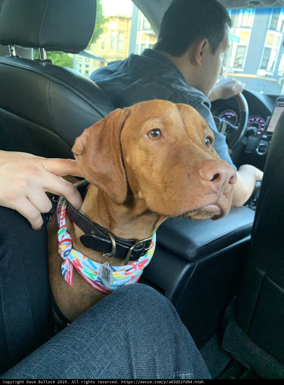 Colorful Canine Road Trip