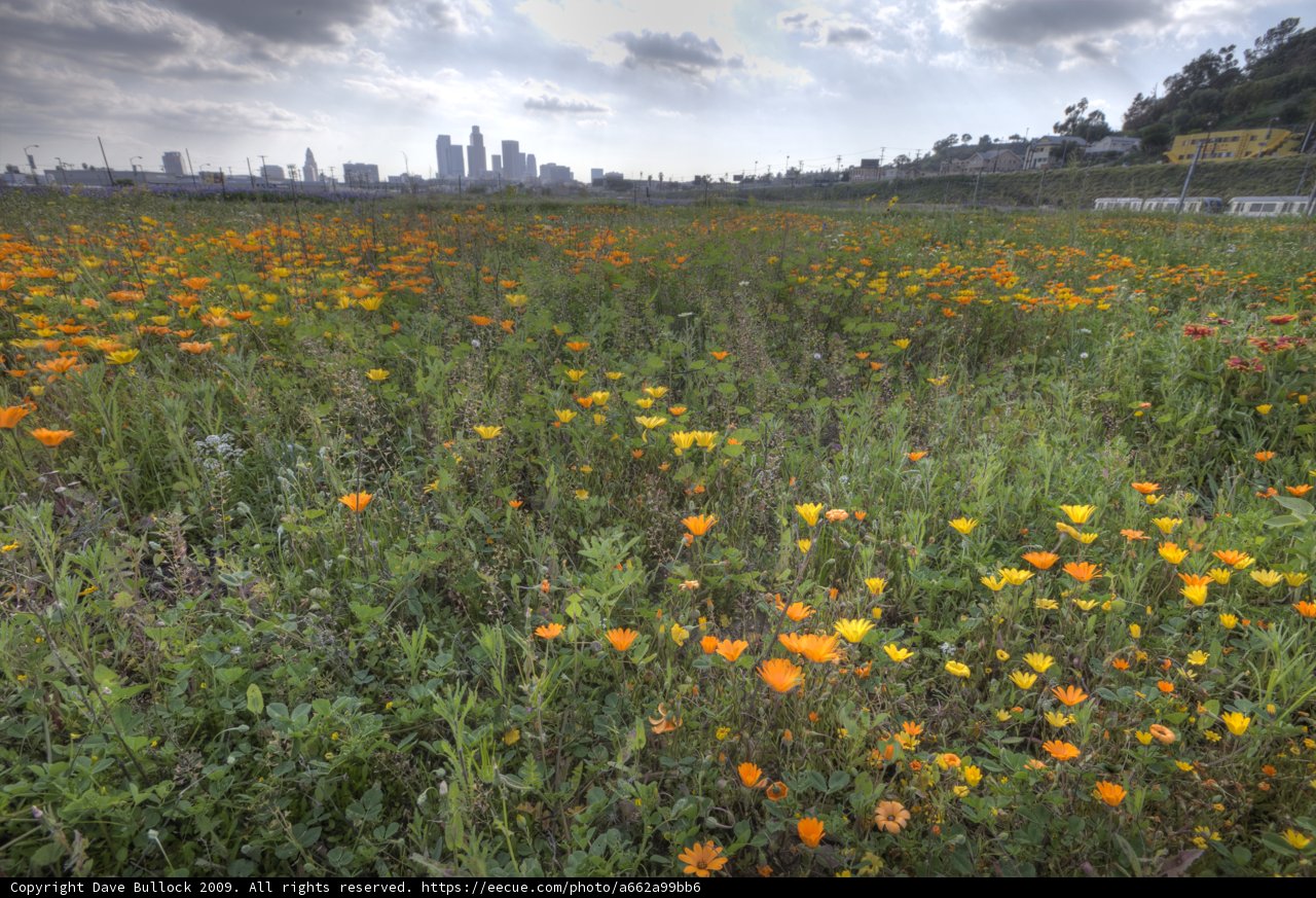 City in Bloom