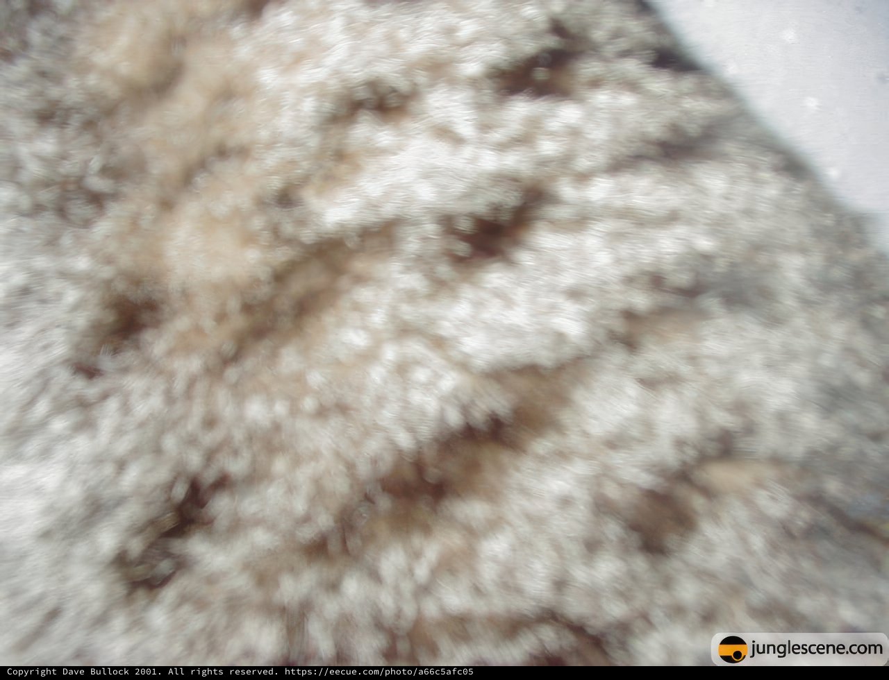 Furry Festive Clothing