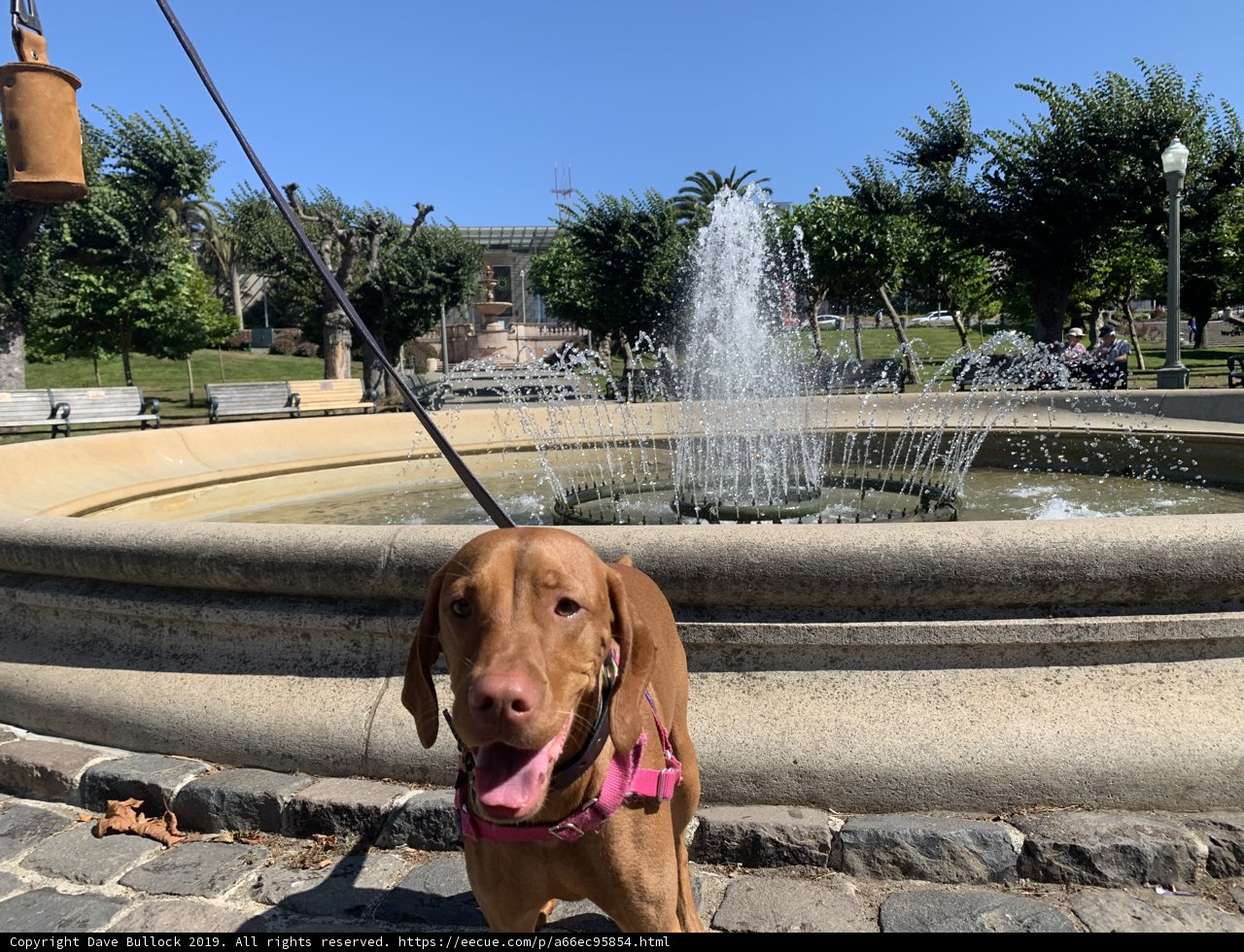 Furry Friend at the Fountain