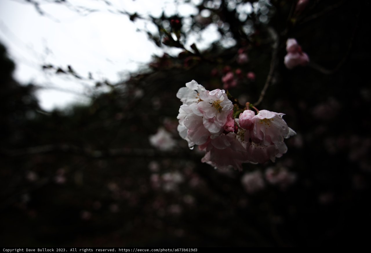 Spring's Delicate Beauty
