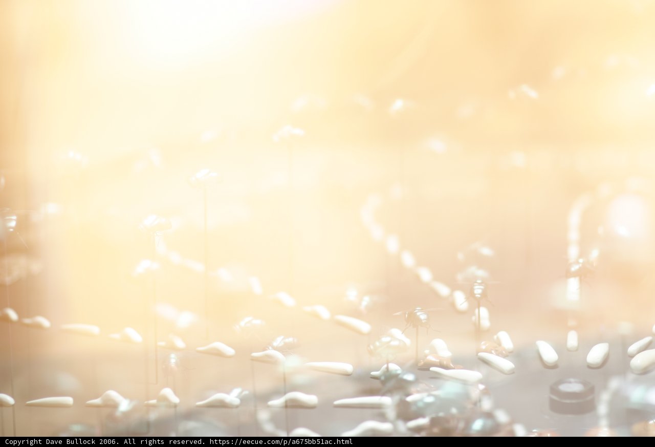 Sun-Kissed Flower