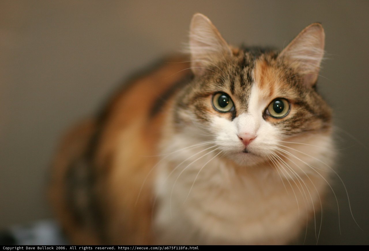 White-faced Abyssinian Cat
