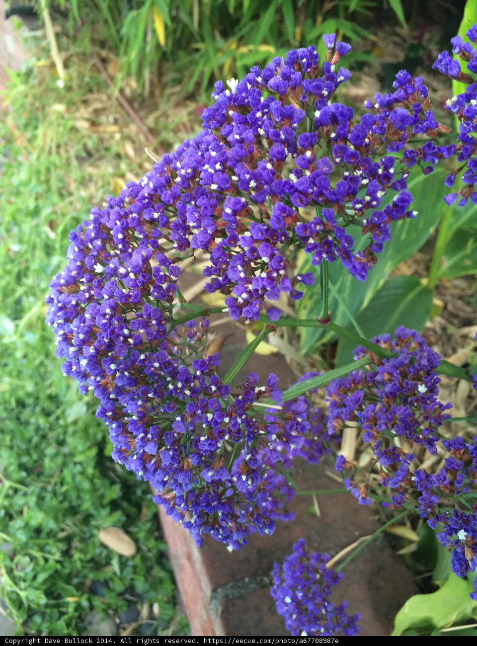 Bunch of Purple Geraniums and Irises in Altadena Garden