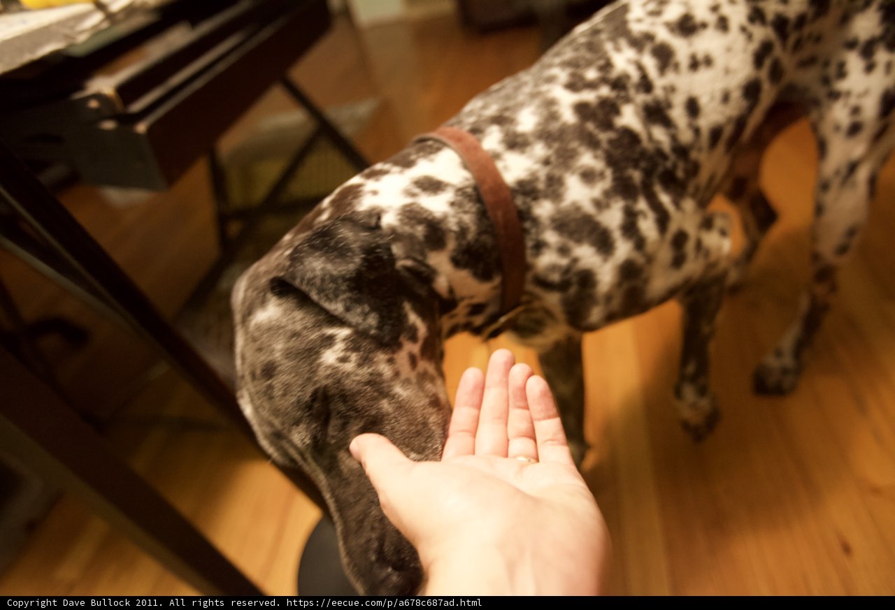 Lewis the Dalmatian Strikes a Pose on Hardwood Floor