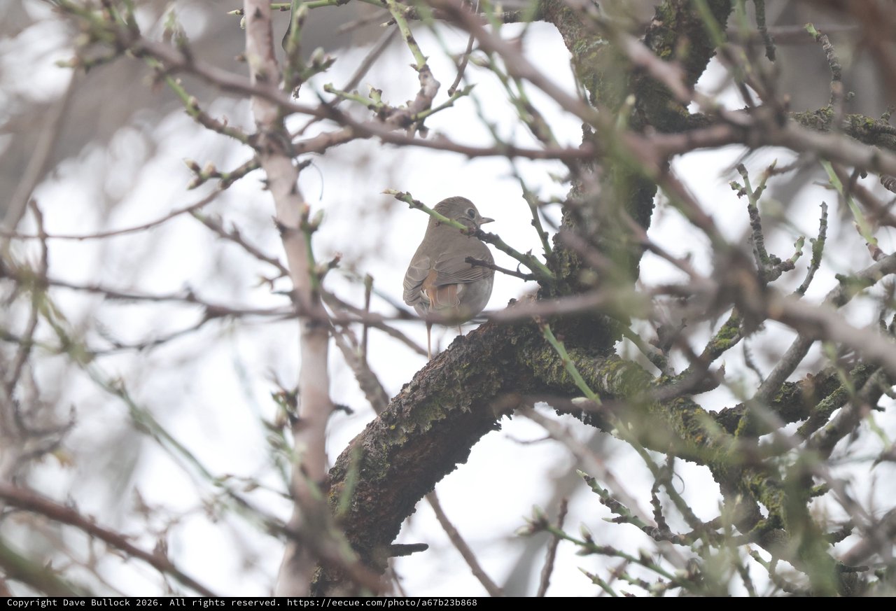 Small Bird Perched on Moss-Covered Branch in Winter