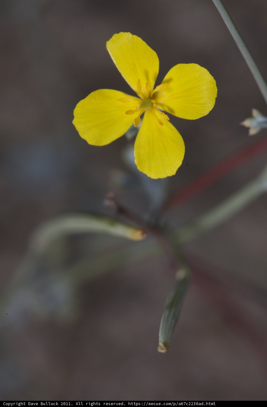Burst of Sunshine