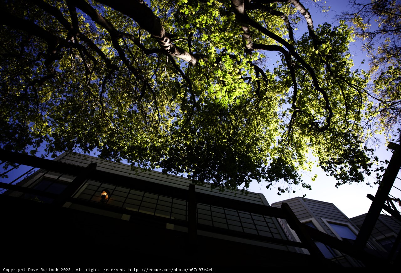 The Serene Urban Oasis