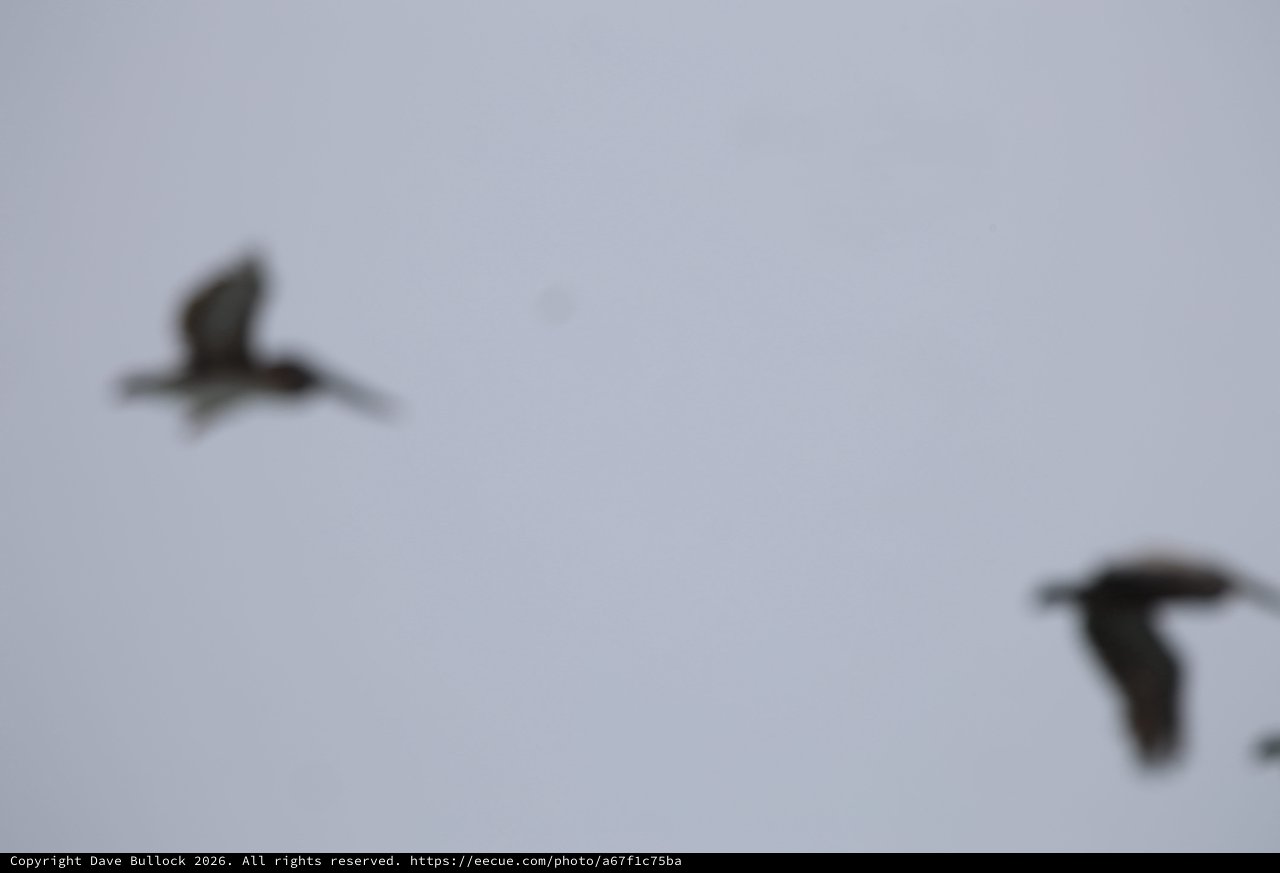 Two Birds in Flight Against Overcast Sky