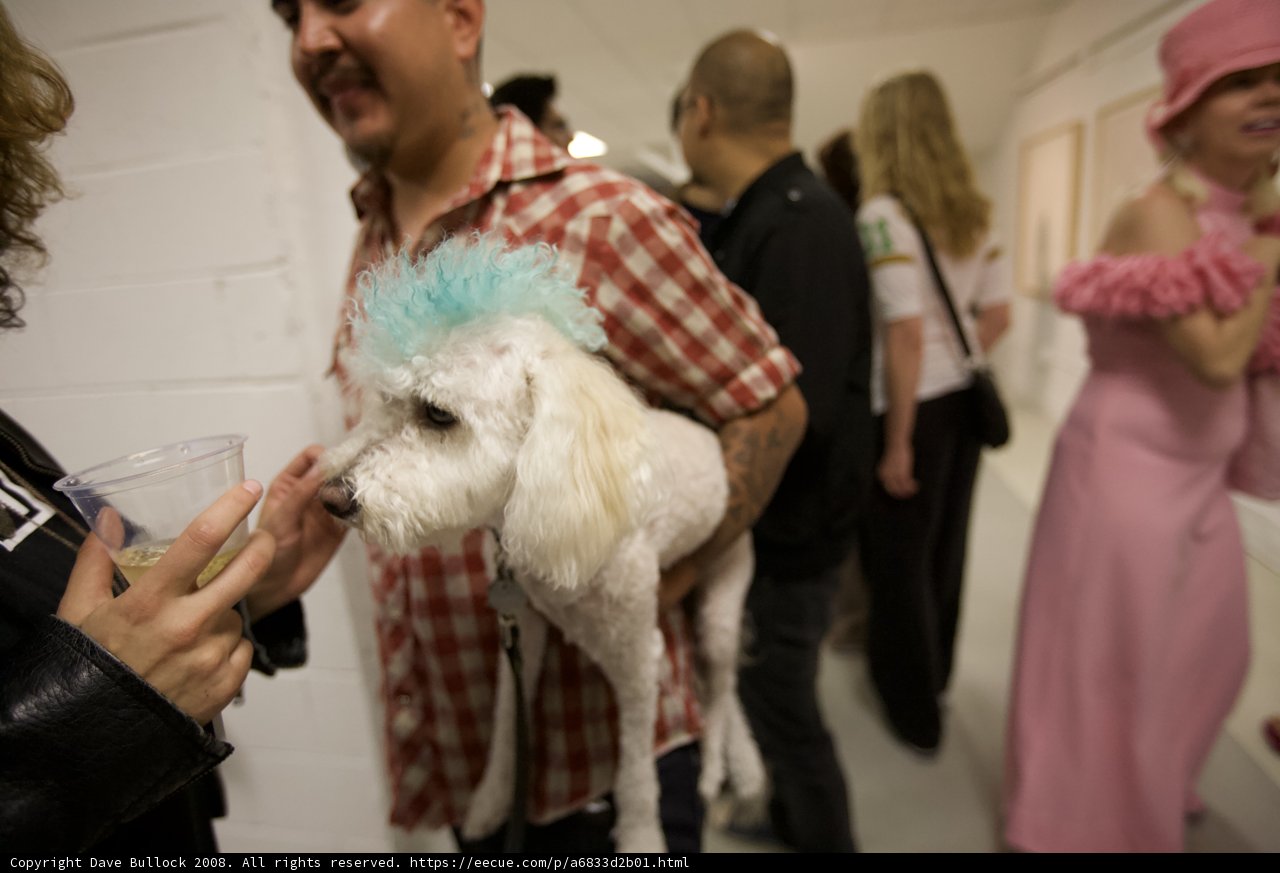 Blue Wig, White Poodle