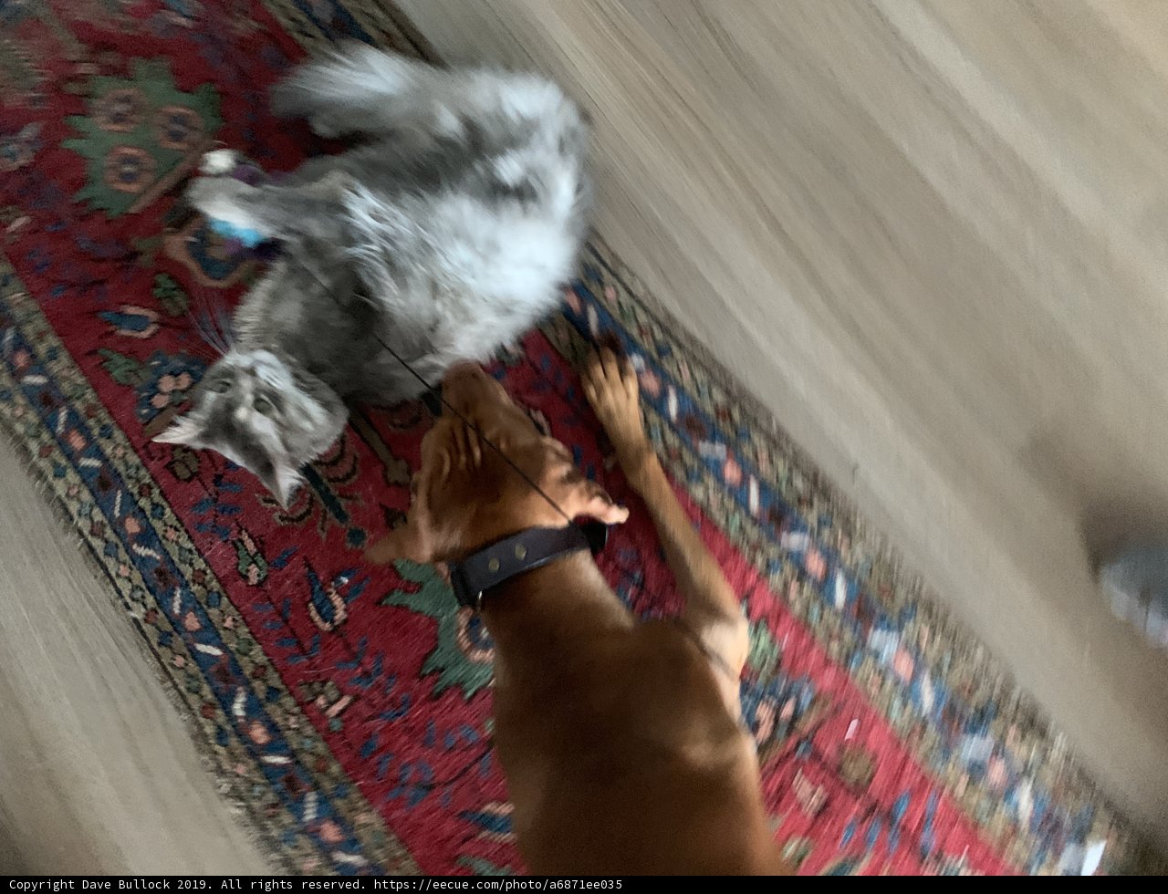 Furry Friends at Play