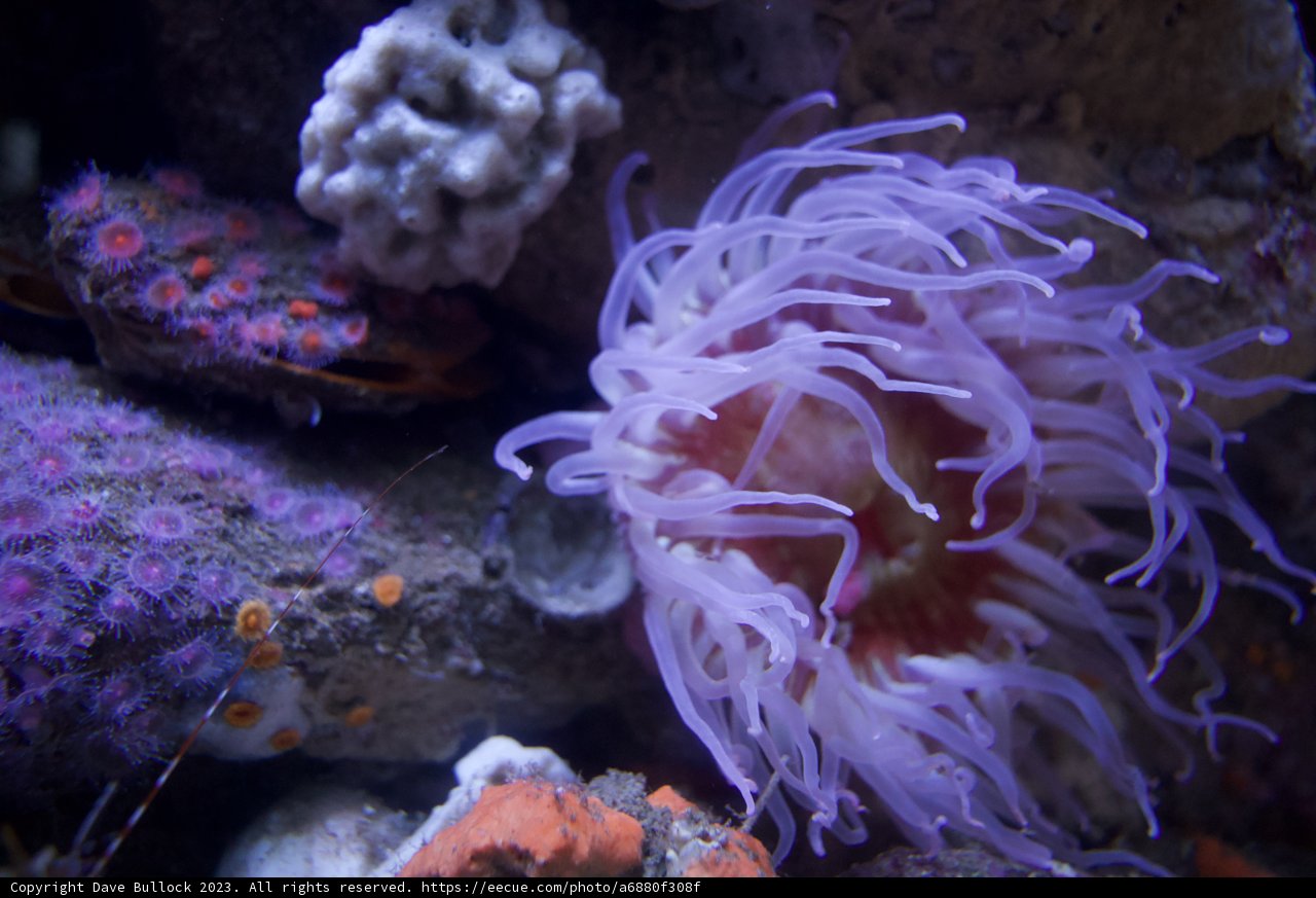 Dive into the Psychedelic Underwater World: Monterey Bay Aquarium, 2023