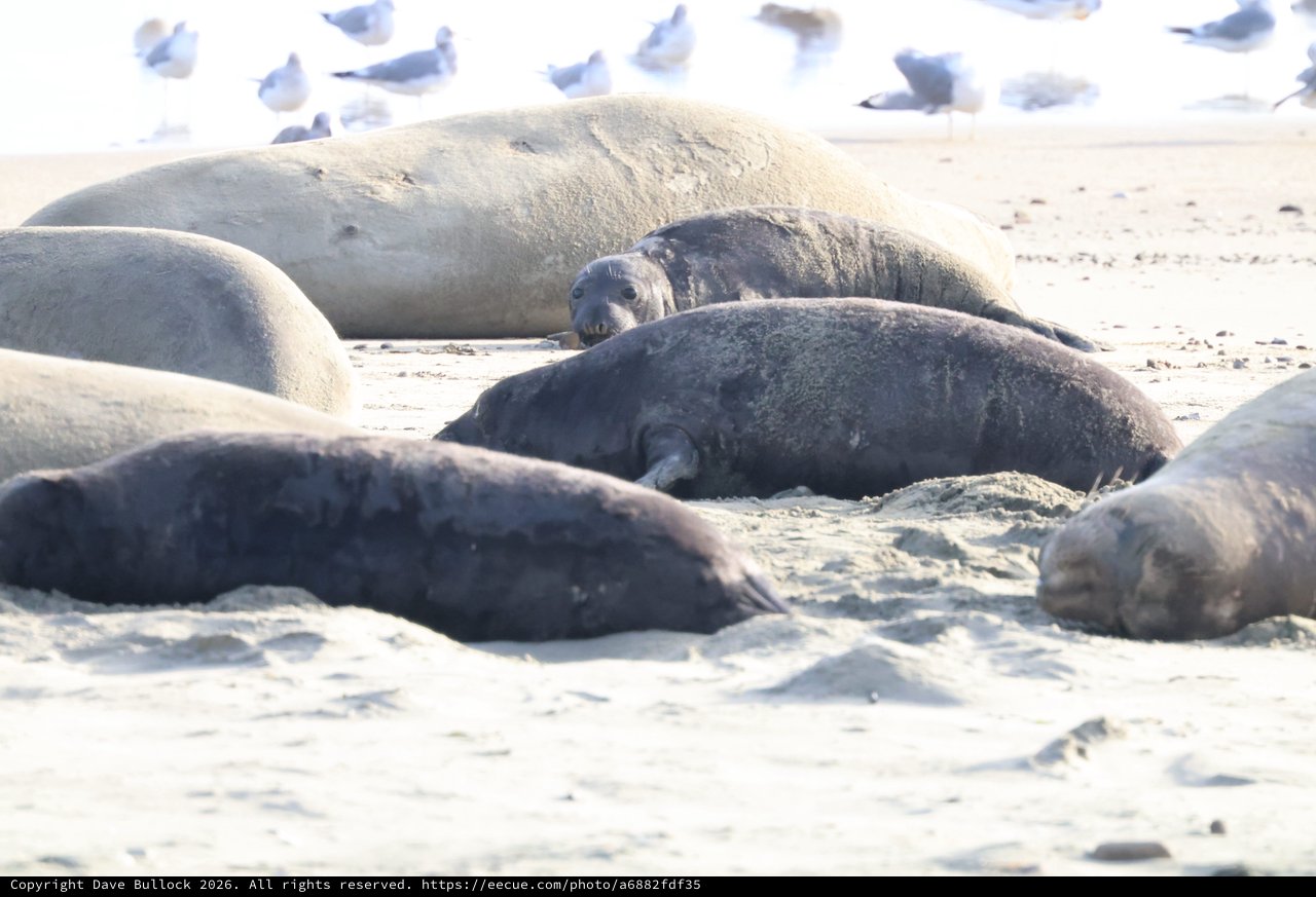 Elephant Seals Resting on Drakes Beach Shore