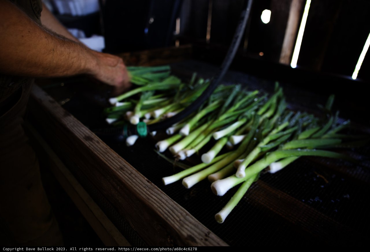 Fresh Green Onion Harvest