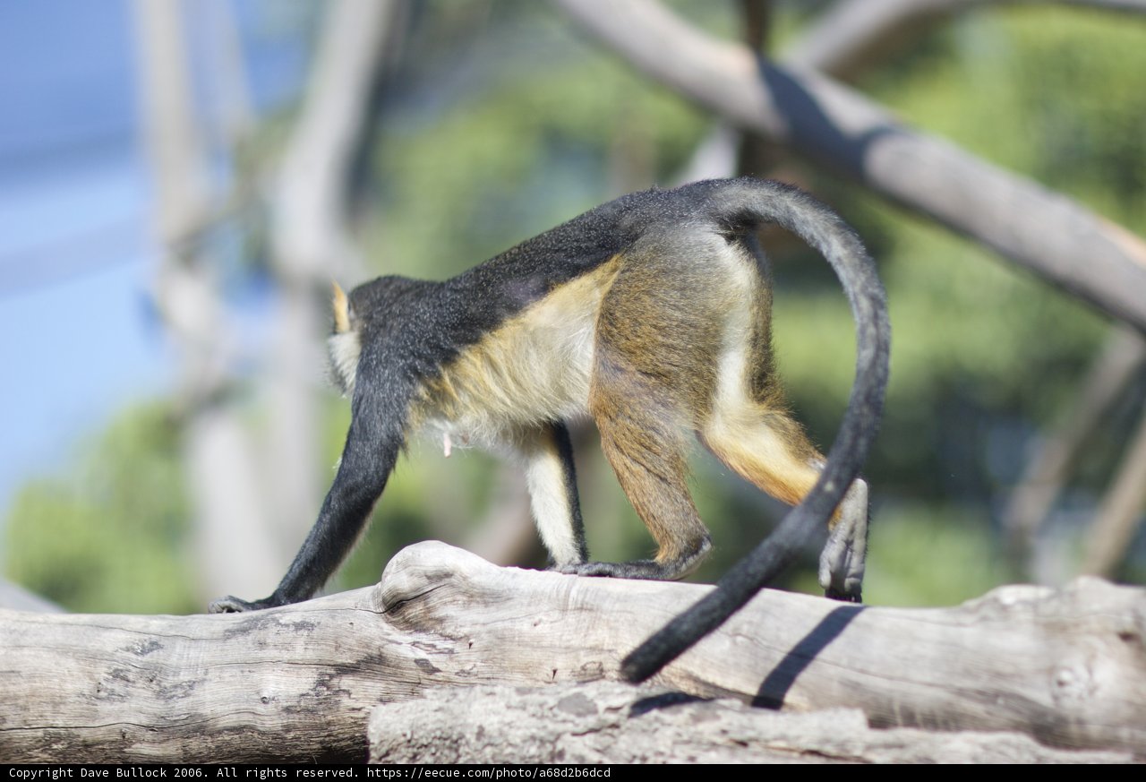 Monkey on the Go
