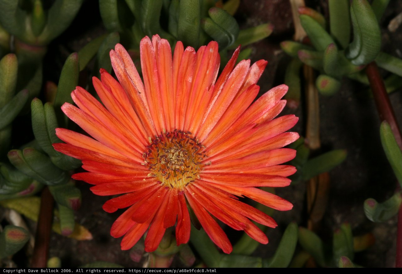 Lone Daisy in a Sea of Green