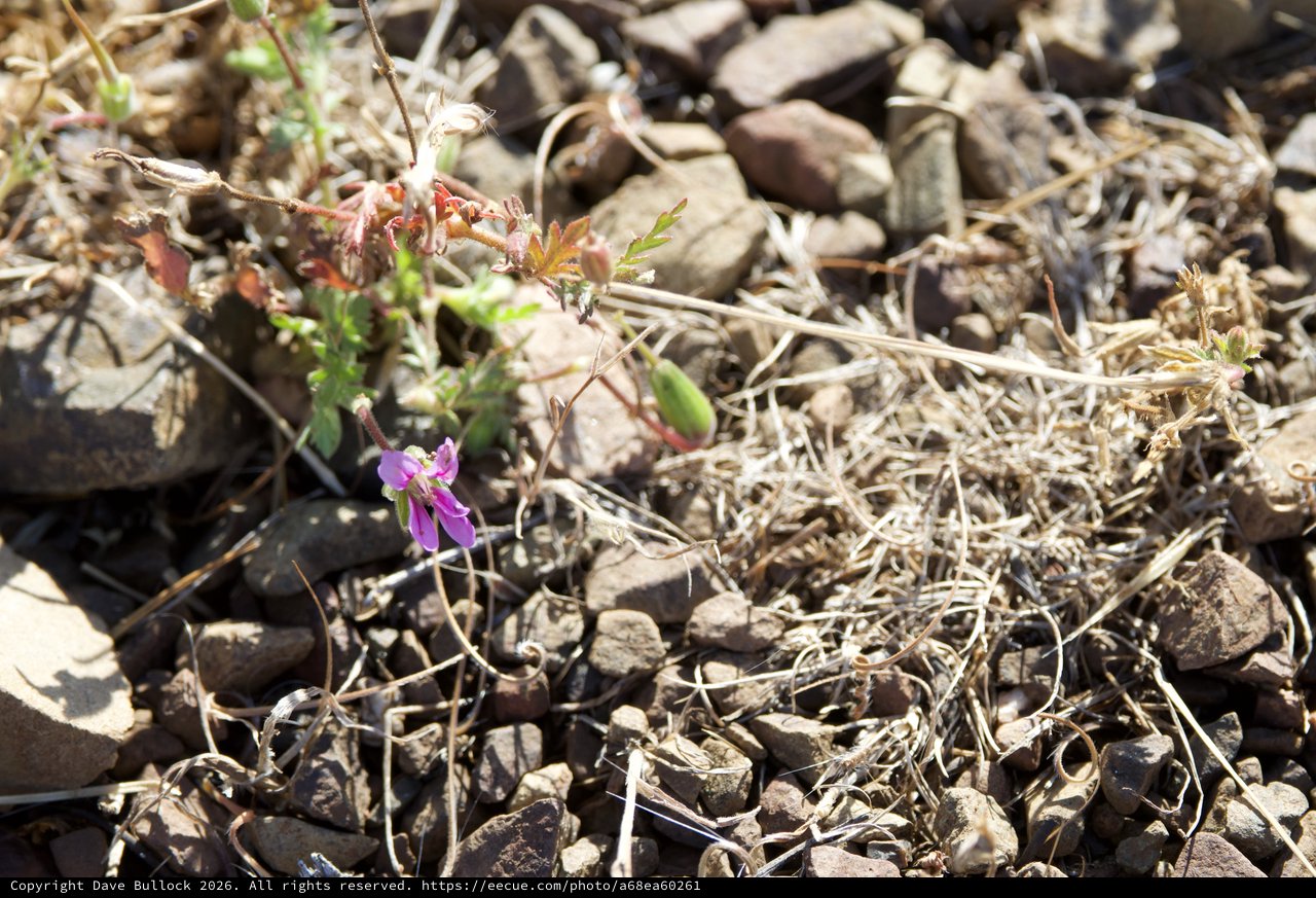 Resilient Purple Wildflower Blooming Among Rocky Terrain