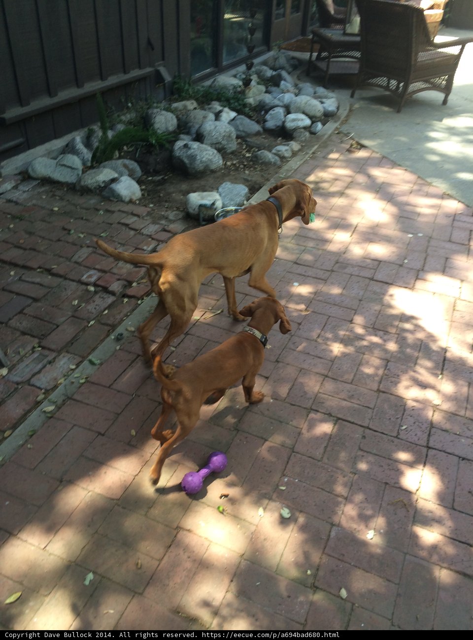 Running Canines on a Brick Walkway