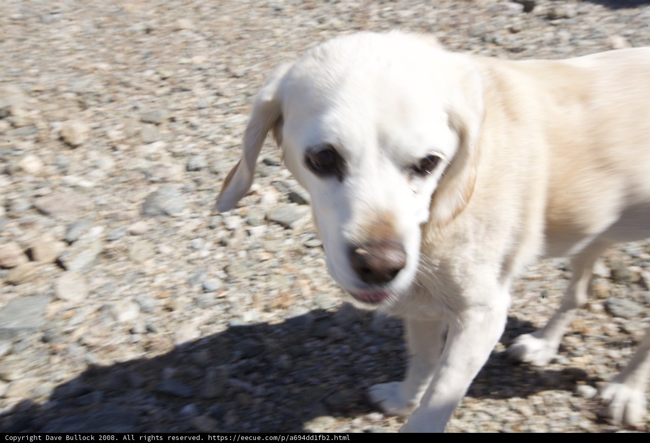 Rocky Companion