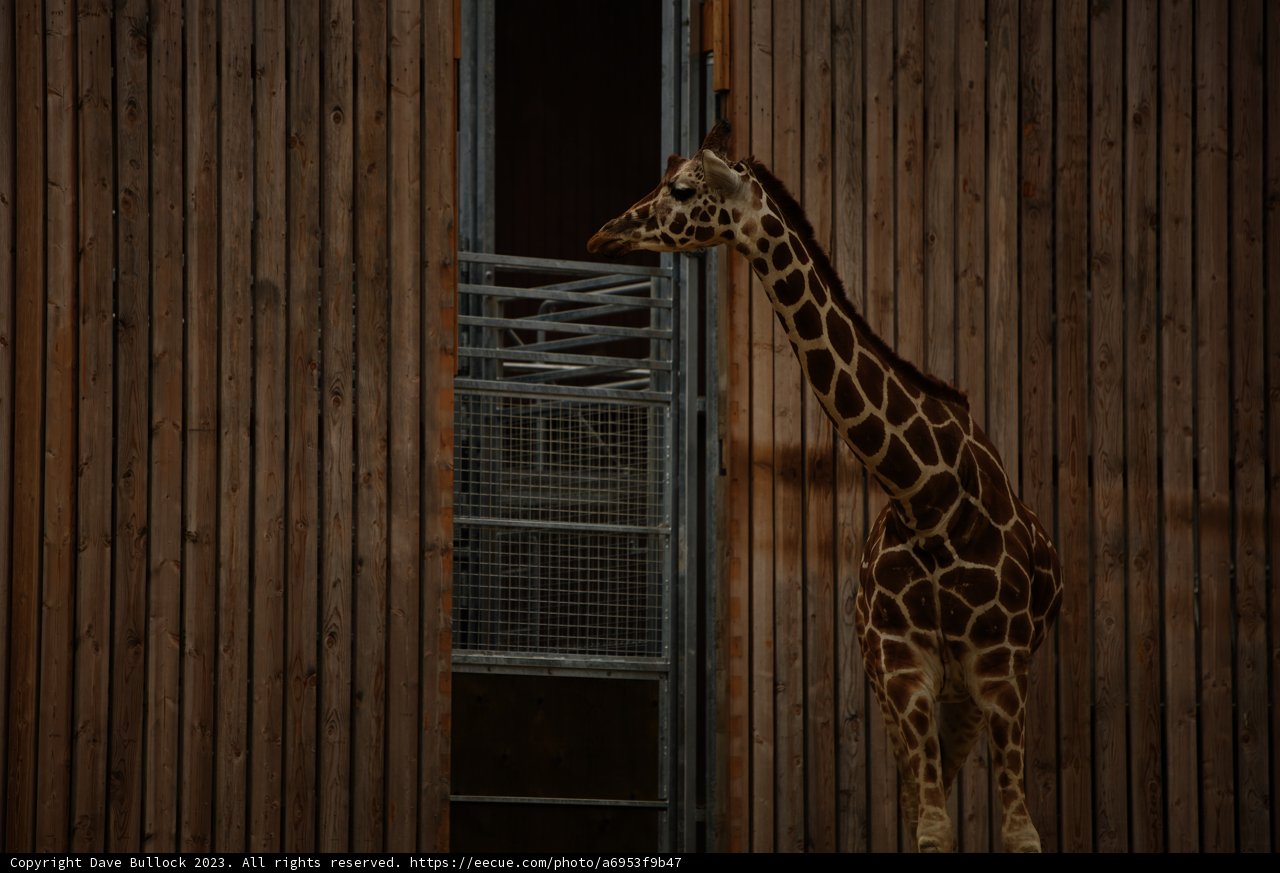 Majestic Giraffe at Oakland Zoo