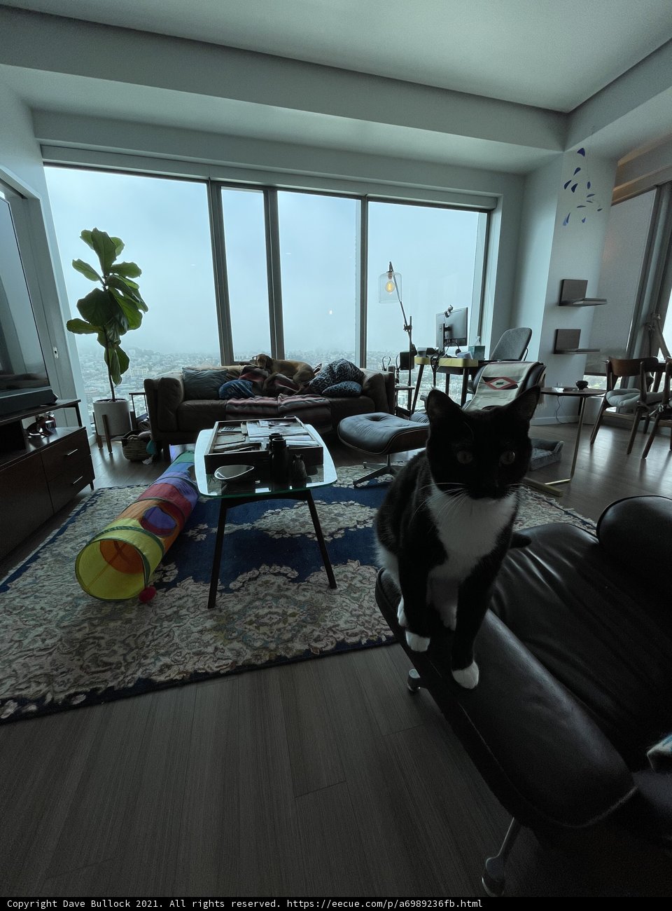 Feline Perch