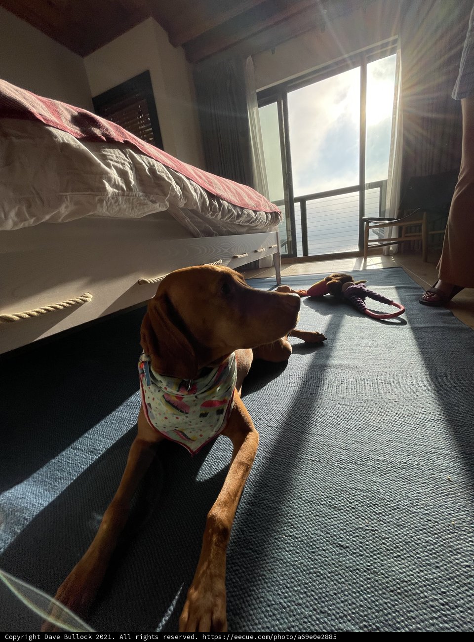 Relaxing Canine in Jenner Hotel