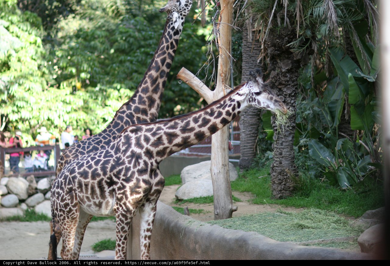 Two Tall Friends