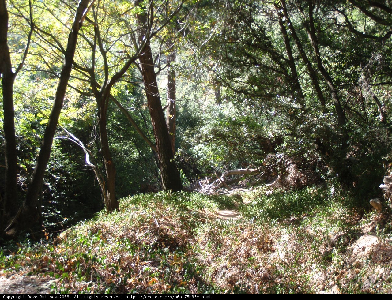 Forest Trail Bliss