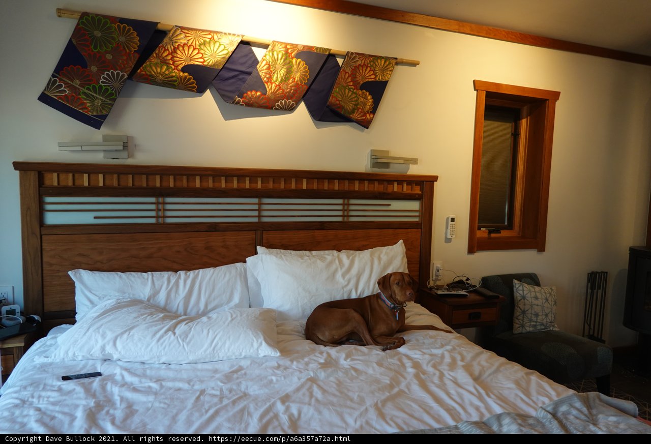 Canine Comforts in the Bedroom