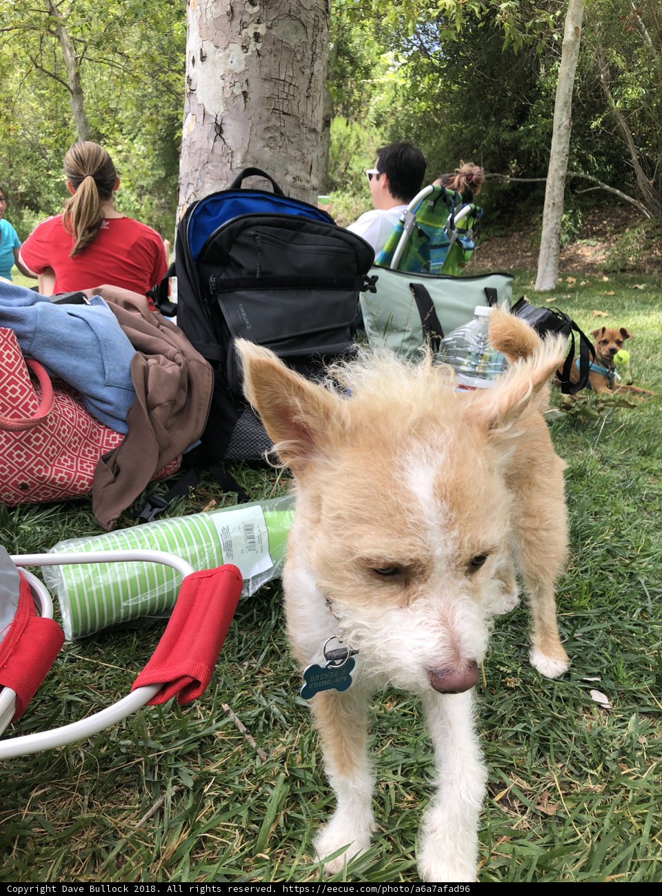 Canine Companion in the Park