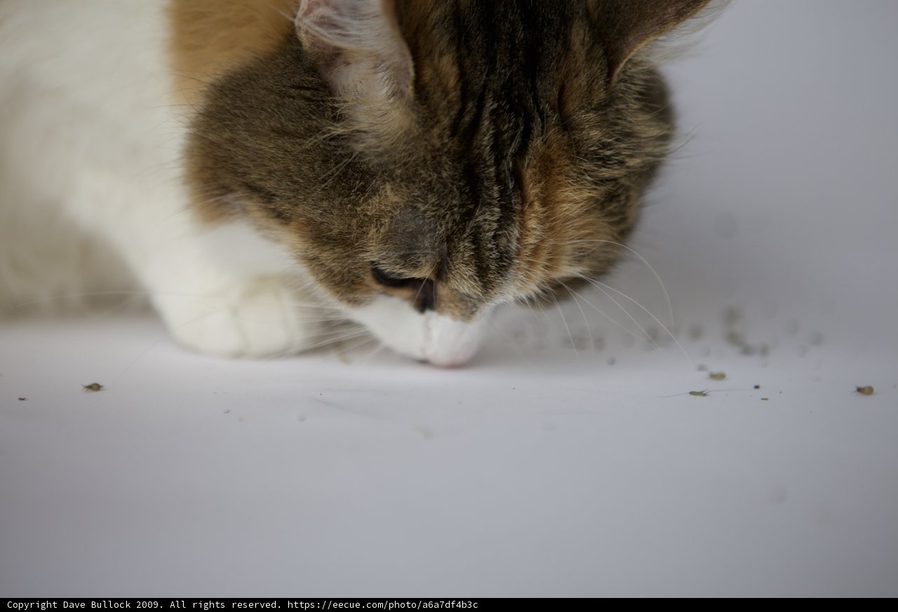 Purrfect Exploration