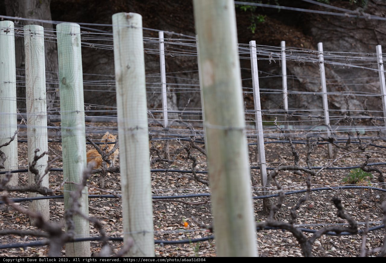 Vineyard Feline