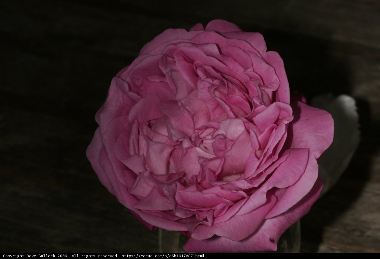 Pink Rose in a Vase