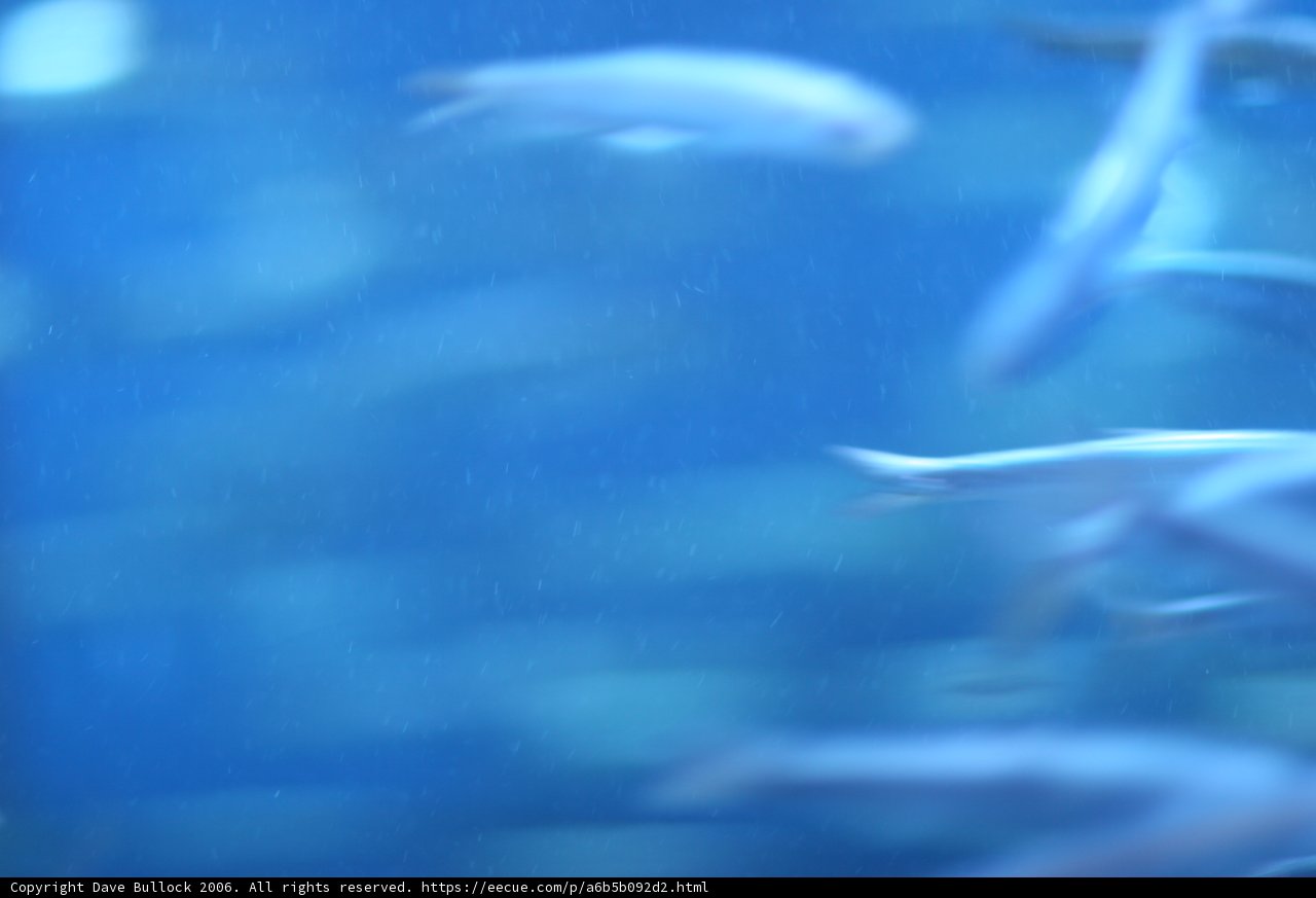 School of Aquatic Animals