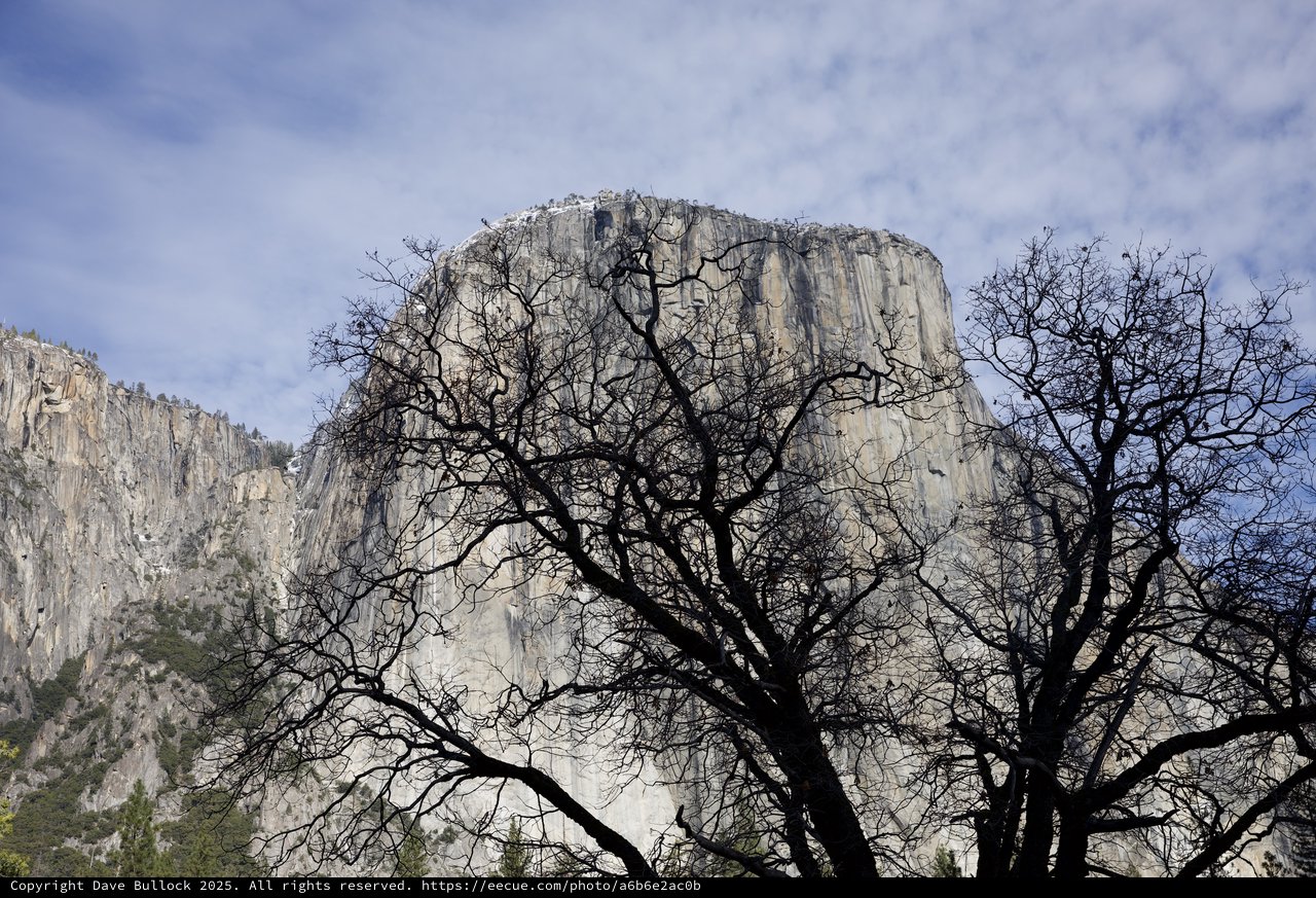 Bare Oak Trees Frame El Capitan in Winter