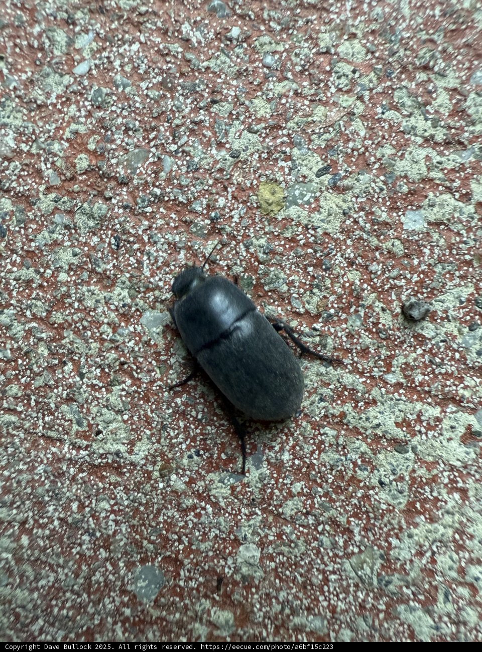 Nature's Small Sculptor