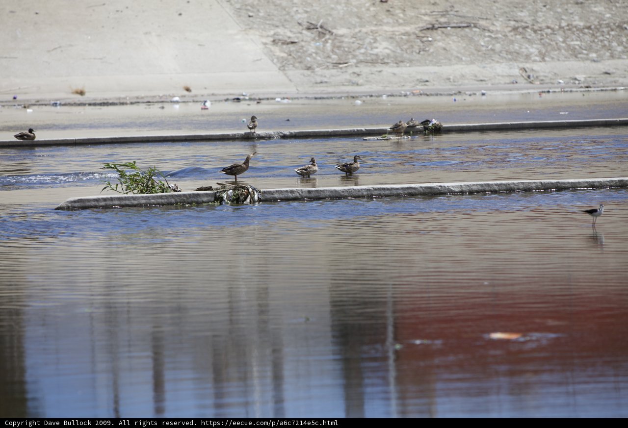 Avian Gathering at the River Front