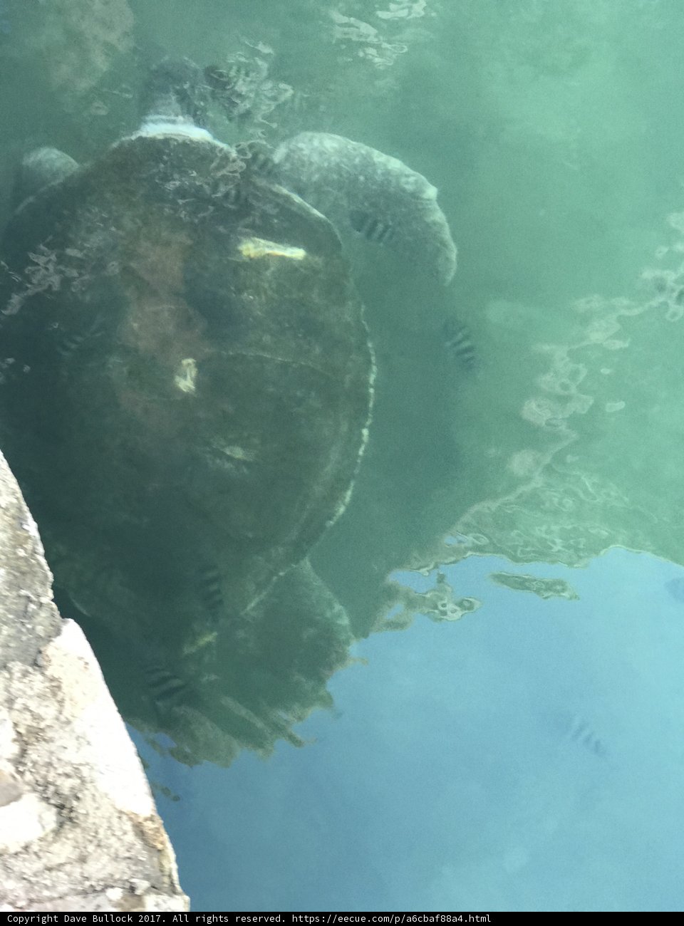 A Relaxing Swim with a Majestic Sea Turtle