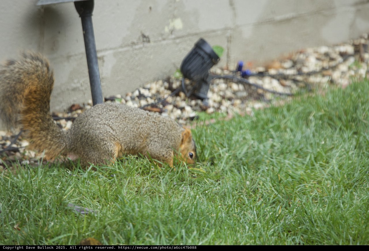 Fox Squirrel Foraging in Backyard Lawn