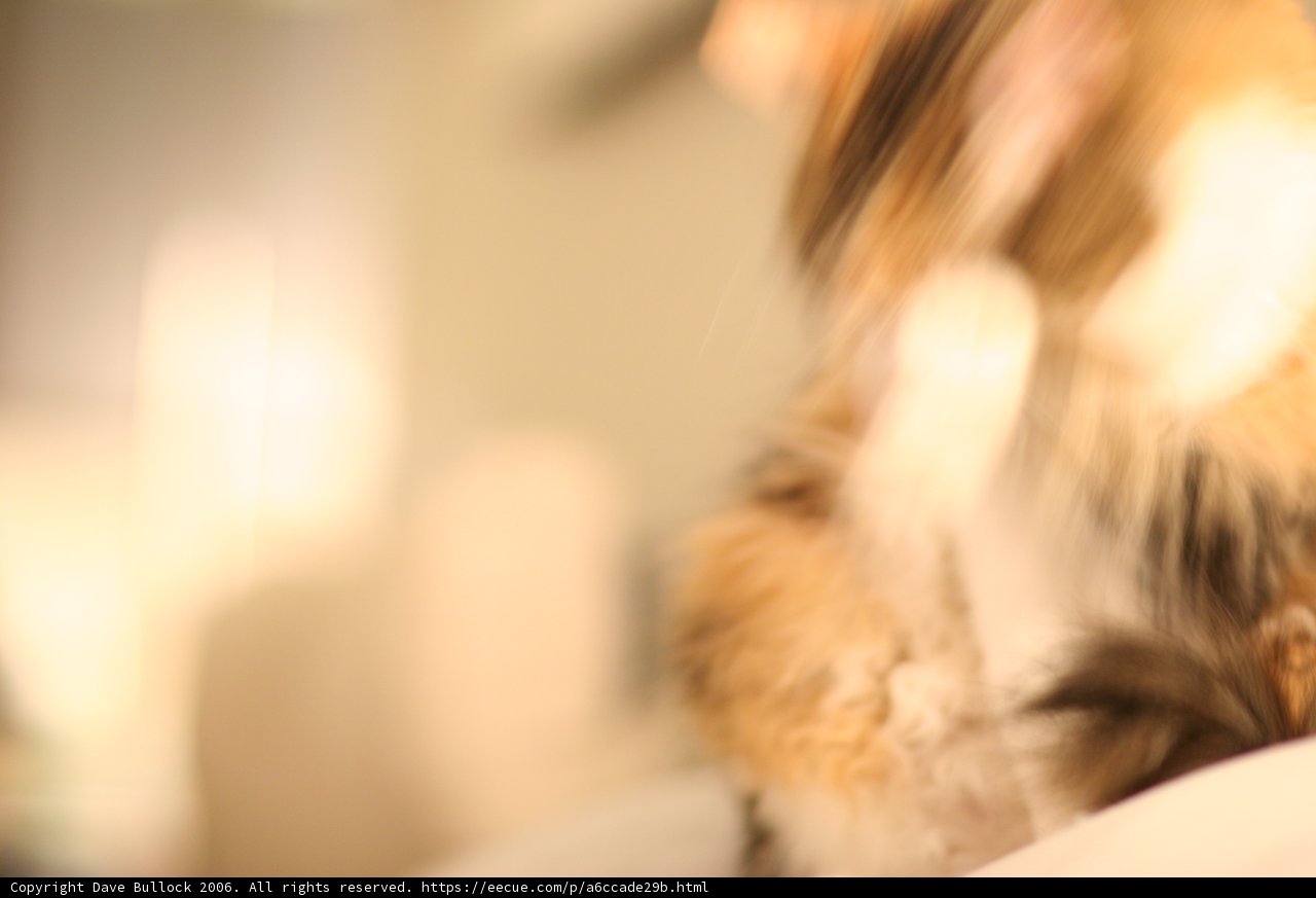 Blurry Abyssinian on a Couch